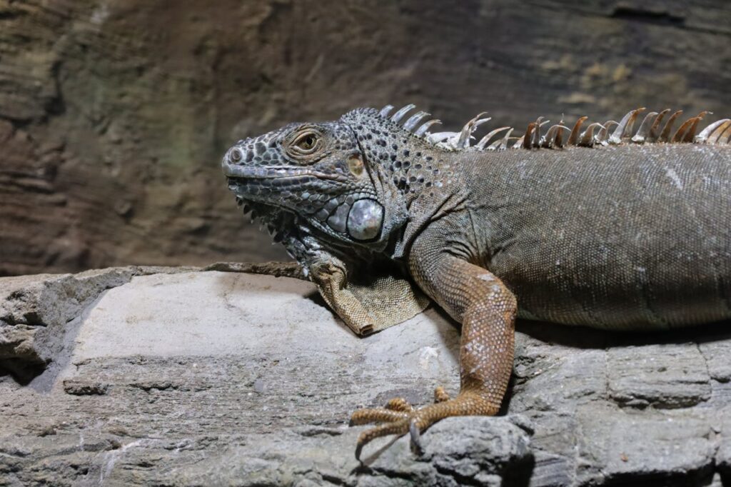 Close-up of a Green Iguana on a Rock