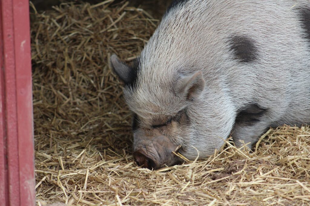 Free stock photo of animal, farm, hay