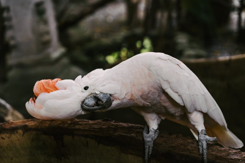 White Bird on Brown Tree Branch