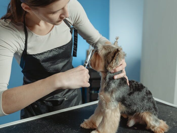 Woman Grooming Hair of Yorkshire Terrier